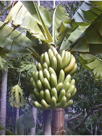 bananatree